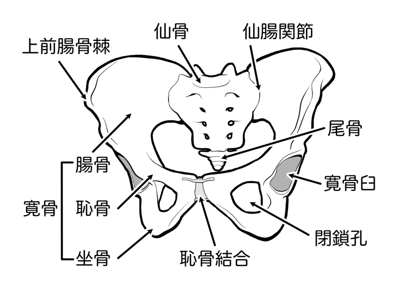 骨盤の解剖